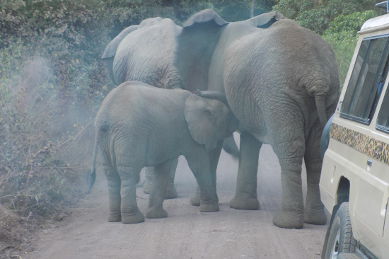 lake-manyara-national-park-day-trip