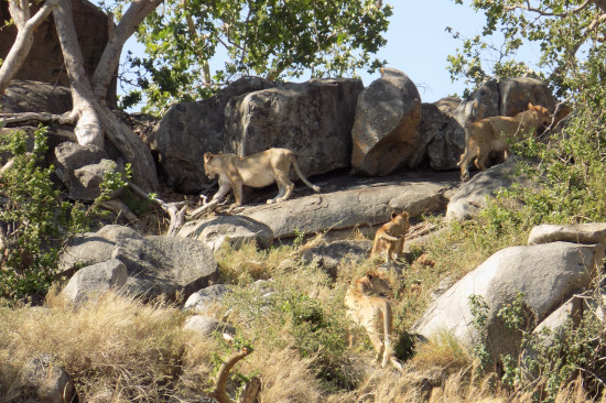 Seven days Tanzania great migration holiday safari