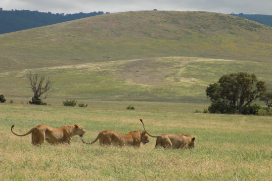 8 days Tanzania great migration safari and cultural tours