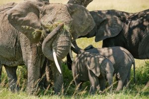 Tanzania short wildlife safari holiday