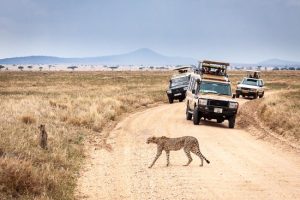 Serengeti-Tours